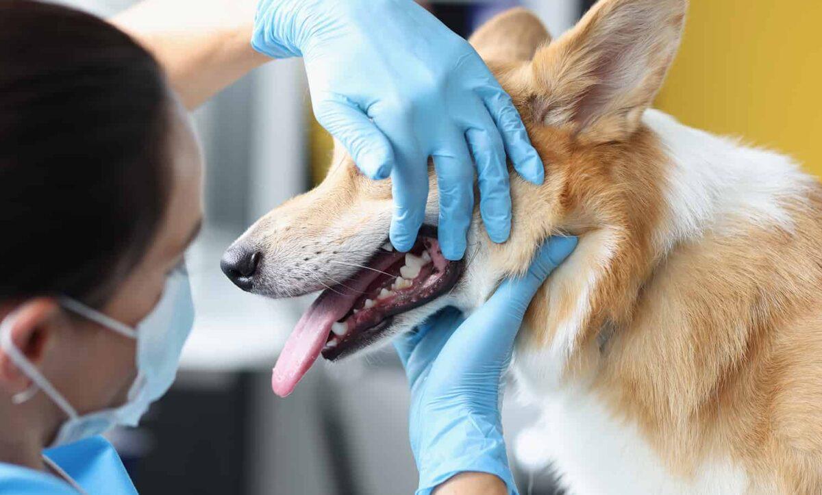 Technician examines dogs teeth.